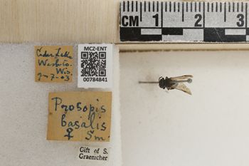 Media type: image;   Entomology 784841 Aspect: labels